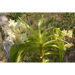 Lan rừng Mỹ dung dạ hương