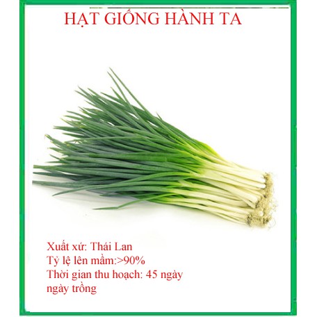 5 gram- hạt giống hành ta