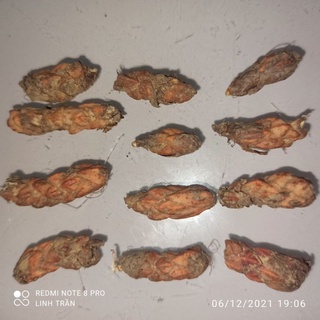 Cây. Củ bướm đêm