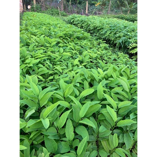 Cây giống Na Dai