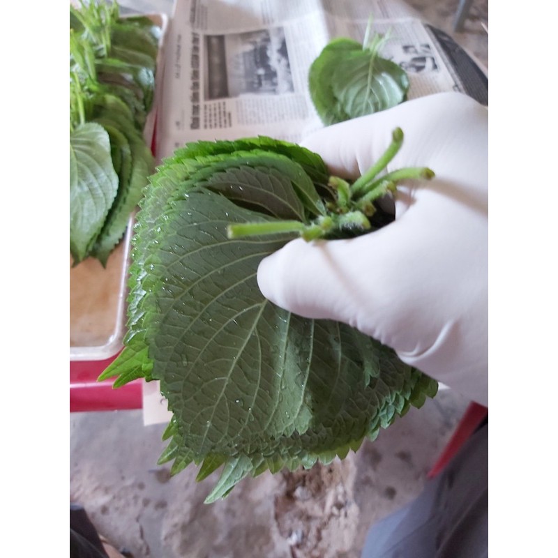 Lá mè Hàn Quốc 8k/25g