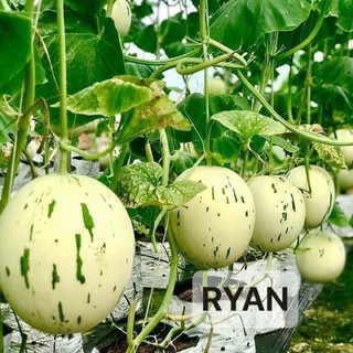Hạt Giống Dưa Bạch Kim F1 RYAN - xuất xứ Hàn Quốc - Gói 10 Hạt