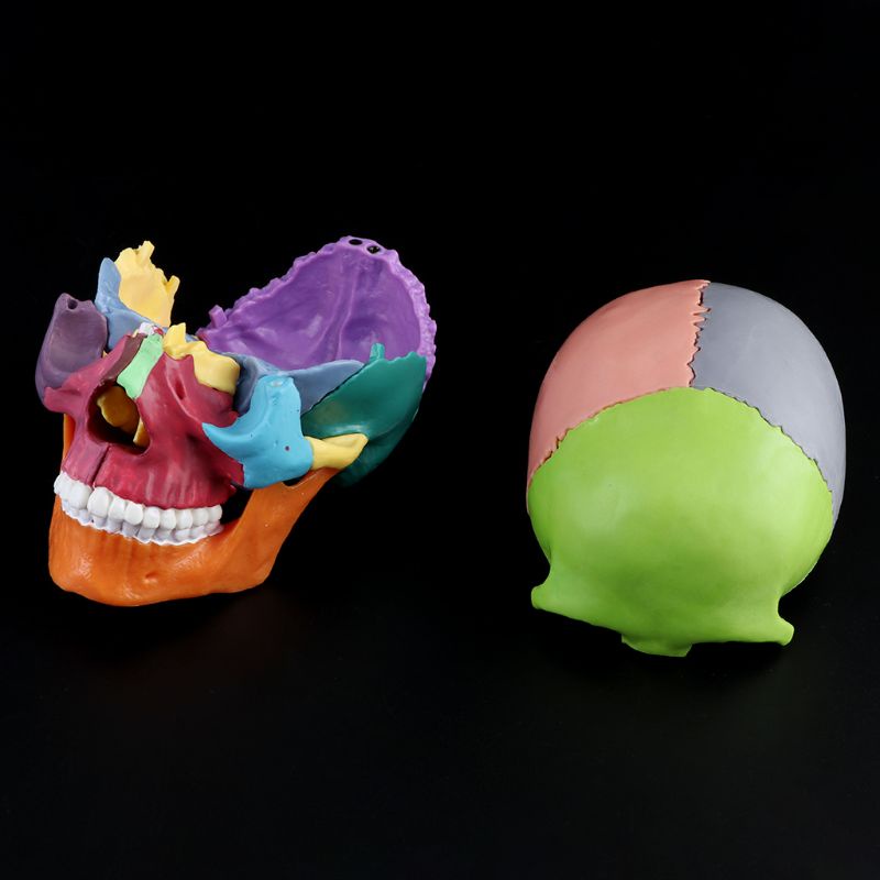 Set 15 Mô Hình Đầu Lâu 4D Tháo Rời Được Nhiều Màu Sắc