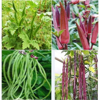 Combo 4 gói hạt giống đậu ăn trái dễ trồng (  1 gói đậu đũa đỏ + xanh + 1 gói đậu bắp đỏ + xanh )