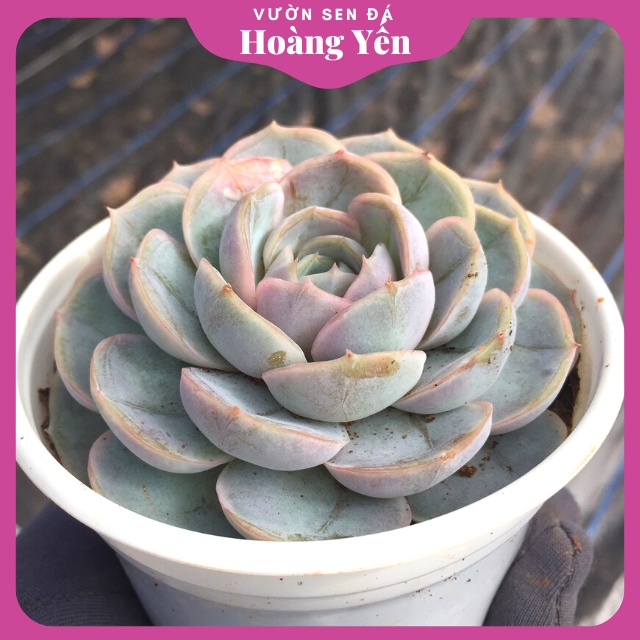 SEN ĐÁ LOLA size trung - cây già , khỏe , màu đẹp
