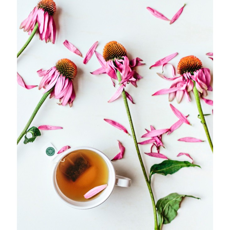 Trà hữu cơ hỗ trợ hệ miễn dịch ( Organic Echinacea Plus Organic Tea) - Traditional Medicinals