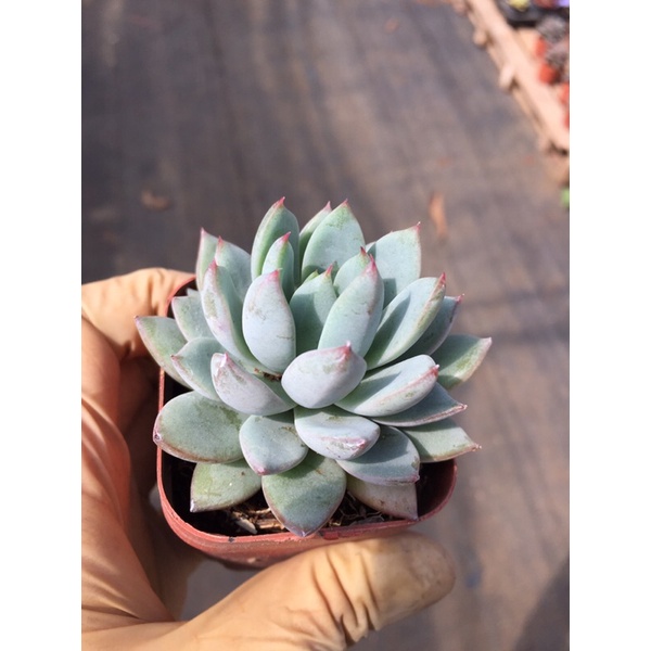 Cây sen đá gai hồng echeveria wow factor 5-6cm_Ảnh thật hàng sẵn