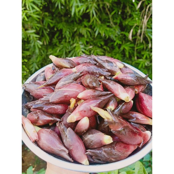 Chồi gừng Myoga ngâm muối ớt hộp 650g