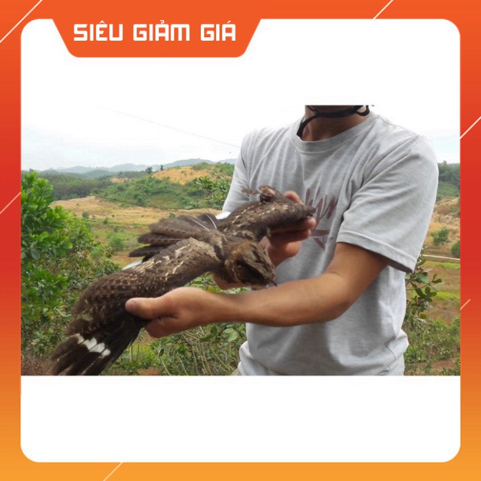 [Combo] [Combo] Lưới bẫy chim Cu, Tu hú, Gà Rừng Cao 5m, mắt lưới 7p, dài 20m - 50m, Lưới Chim Thái Lan [Giá rẻ] [Giá rẻ