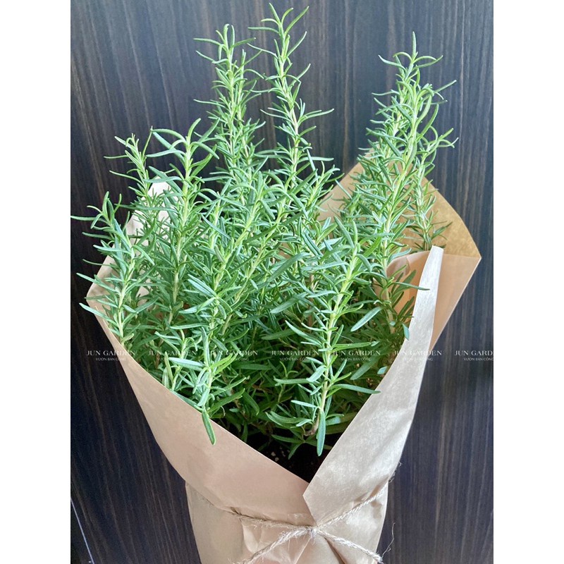 Cây Hương Thảo Rosemary Làm Quà Tặng Cây Xanh, Món Quà Ý Nghĩa  - Jun Garden