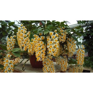 Lan kiều vàng ghép chậu
