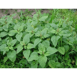 Hạt Giống RAU DỀN XANH (20 Gr)