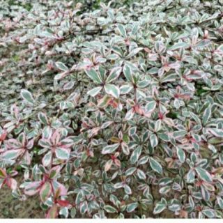 Cây Bàng Ruby Nhật