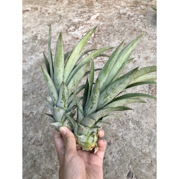 20 Cây Khóm (Dứa), Cây Cao Từ 15-30cm, Khỏe Mạnh, Boiboi.organic