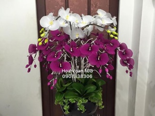 Nụ gòn mai nhỏ ( 1 bịch 100 nụ)