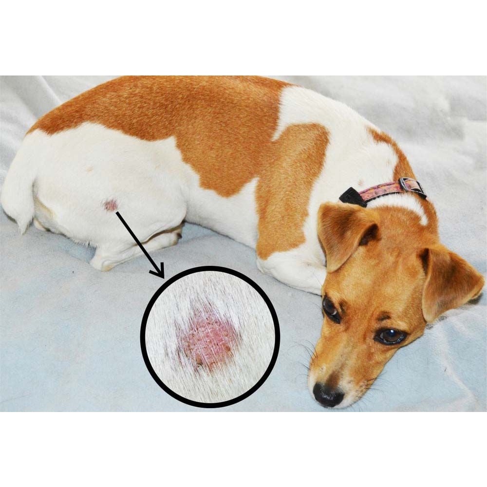 Thuốc Bôi Trị Nấm Cho Chó Mèo Keto Chống Khuẩn Kem Trị Nấm Cho Thú Cưng