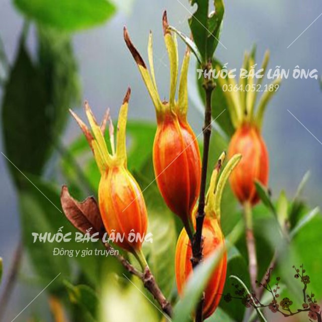 Hạt dành dành tạo màu 500g ( Hạt chi tử khô, vàng, đẹp)
