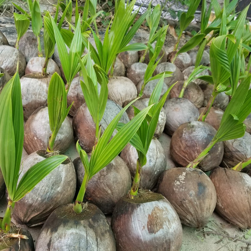 Cây giống dừa xiêm xanh lùn Bến tre  đúng chuẩn-siêu lùn