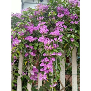 Chậu lan tỏi