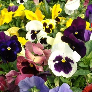 20h Hạt Giống Hoa Păng Xê Pansy Mix Màu ĐẠI GIẢM GIÁ TẾT