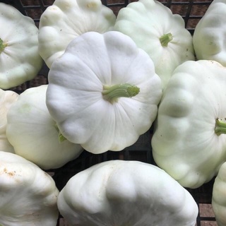 HẠT GIỐNG BÍ NGÔ ĐĨA BAY TRẮNG