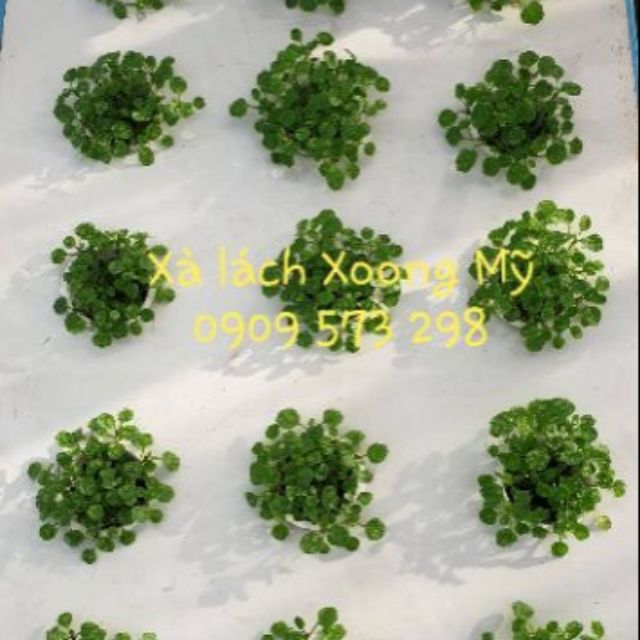 Gói 1gr (~5000) hạt giống xà lách (cải) Xoong (Watercress) - USA Johnny Seeds chất lượng cao nảy mầm tốt và cực dễ trồng