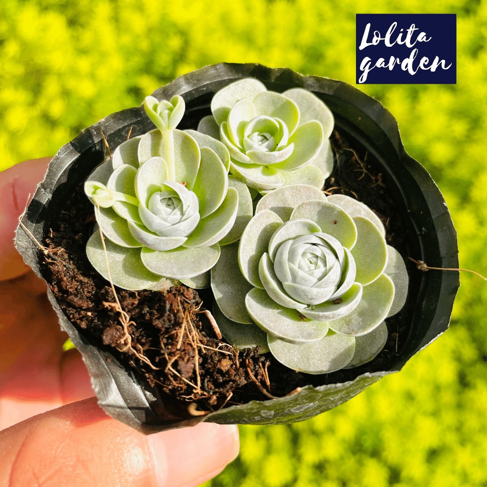 Sen đá dù tròn Đà Lạt size bé cây cảnh trang trí nhà cửa Lolita garden