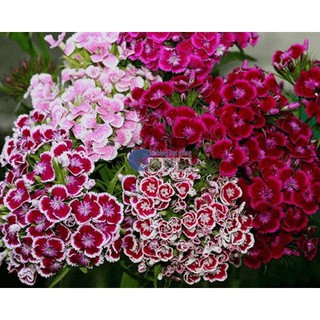 Bán COMBO 02 gói hạt giống hoa cẩm chướng chùm nhiều màu ( 50 hạt/ gói) tặng kèm 1 phân bón tại Hạt Giống Bốn Mùa