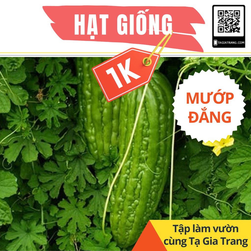 Giá chỉ 1K - hạt giống mướp đắng cao sản (hạt khổ qua) - Học làm vườn cùng Tạ Gia Trang