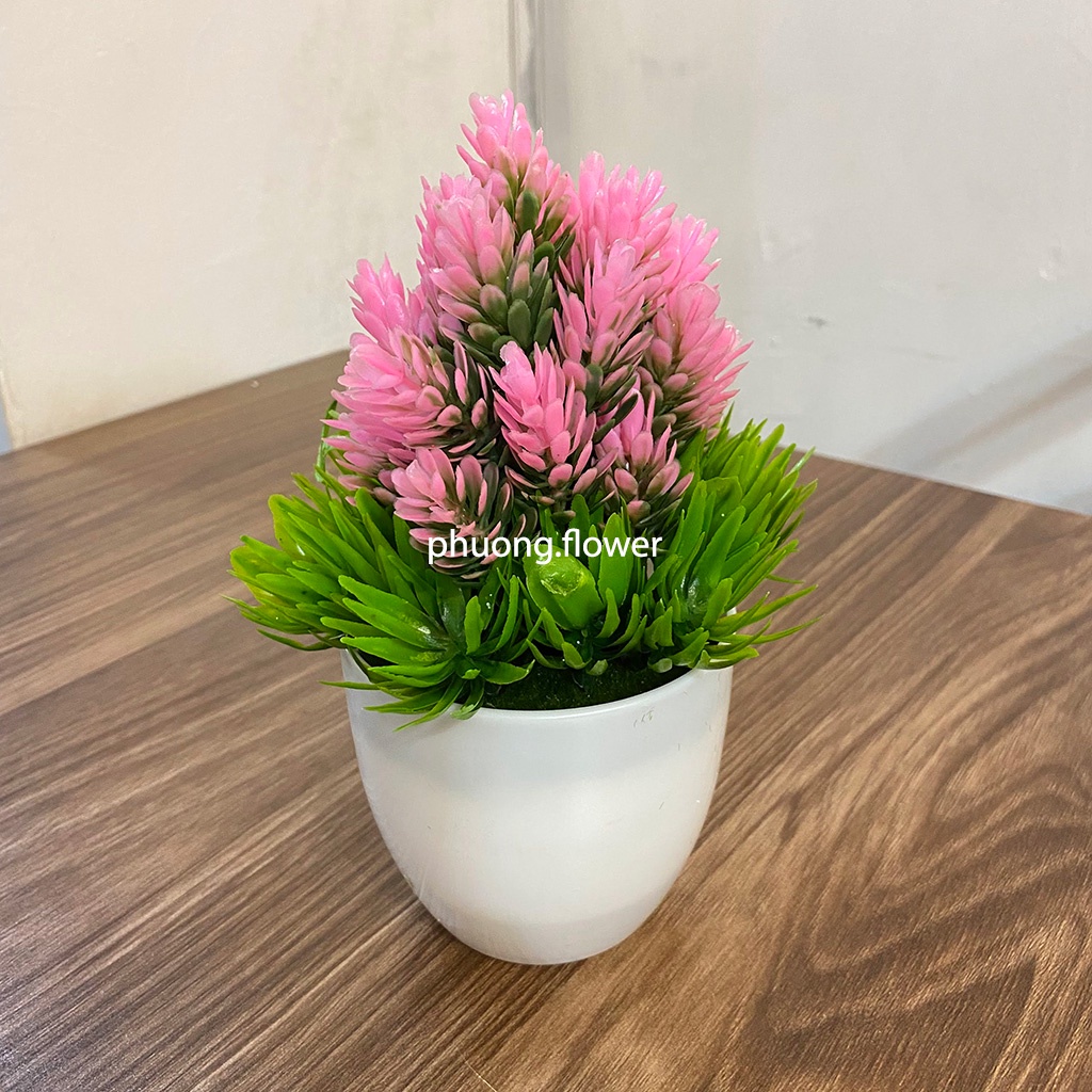 Chậu Cây Dứa kèm chậu cao 20cm xinh xắn trang trí nhà cửa decor nhà hàng quán cafe bàn làm việc văn phòng