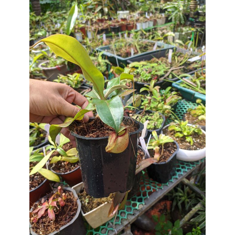 Cây cảnh n.vk x ampu green hot lip