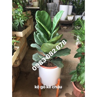 Kệ gỗ kê chậu