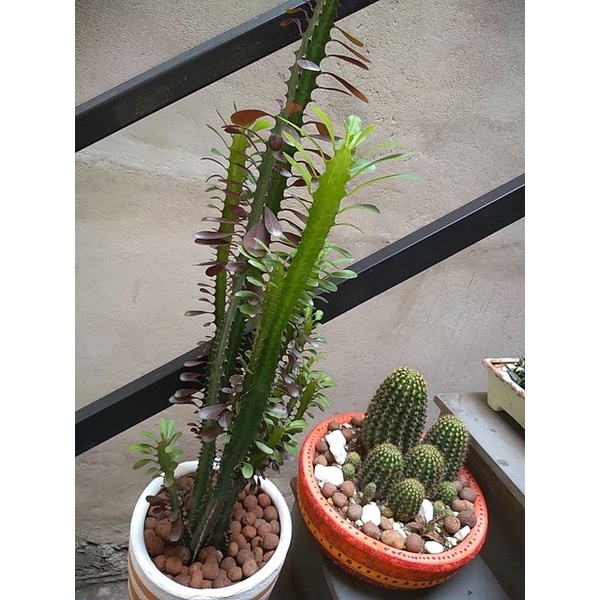 Xương rồng 3 cạnh- cây thuần khí hậu.