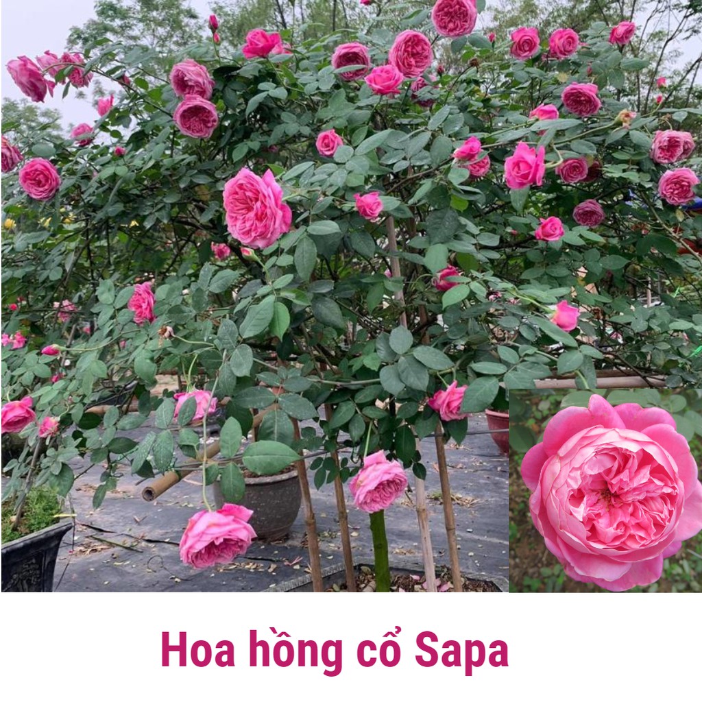 Combo 3 hồng cổ sapa tặng phân bón