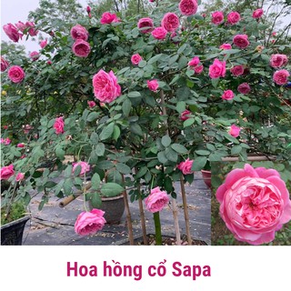 Combo 3 hồng cổ sapa tặng phân bón