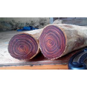Giống Cây Sưa Đỏ Lấy Gỗ - Cây Cao 40-50cm, Mua 5 Cây Tặng 1 Cây