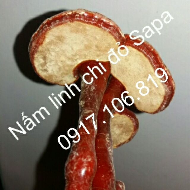 Nấm linh chi đỏ