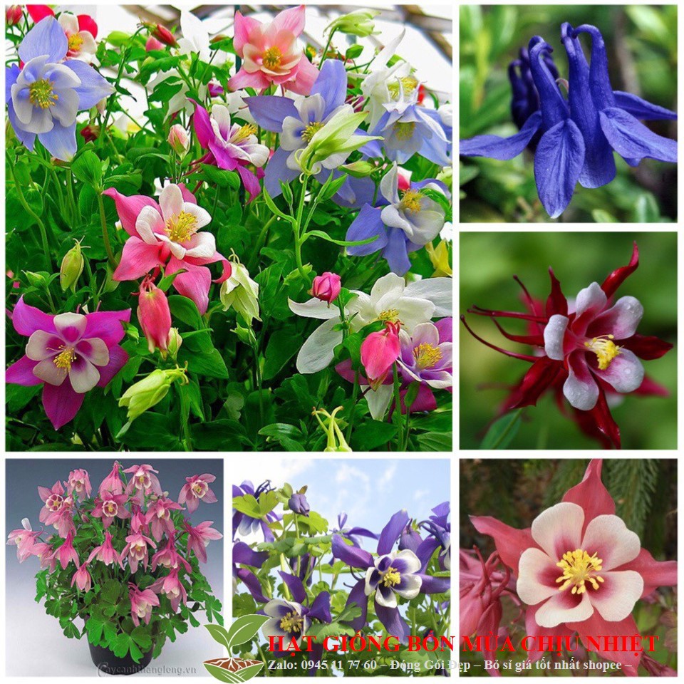 Hạt Giống Hoa lan chuông ( Bồ câu) Mix 50 Hạt/ Gói ĐẾN MÙA TRỒNG TẾT