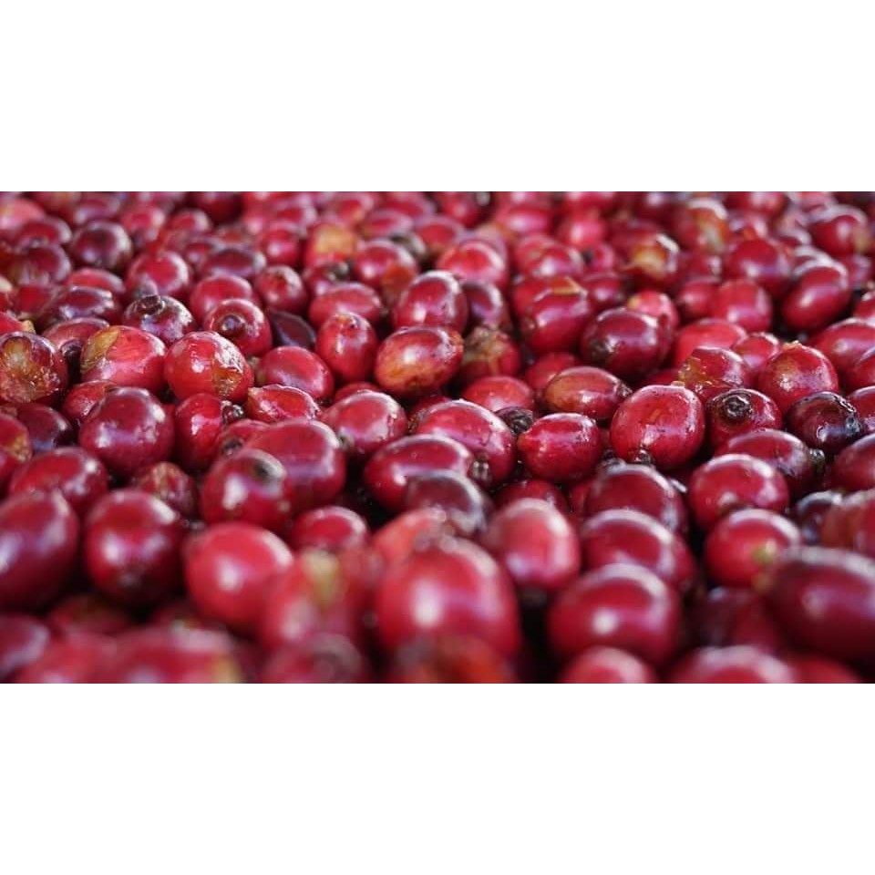 Cà phê KonTum nguyên chất rang mộc (GU ĐẬM) 500gr, Thơm ngon, đậm đà, hương vị đặc trưng (xay pha phin)