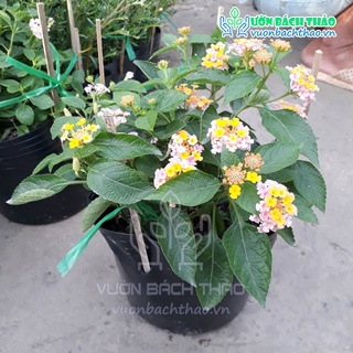 Cây trâm ổi đứng trồng công trình