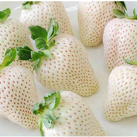 Hạt giống dâu tây chịu nhiệt Bạch Tuyết Trắng bốn mùa