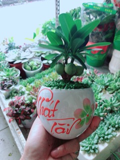 Chậu Cây May Mắn Phát Tài
