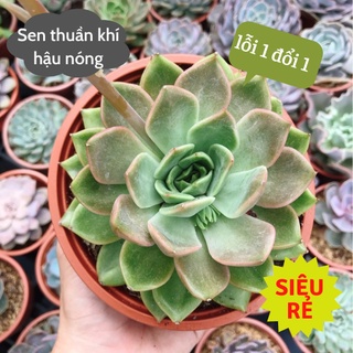 Sen đá Đế Vương Hồng lớn size 15cm siêu rẻ đẹp
