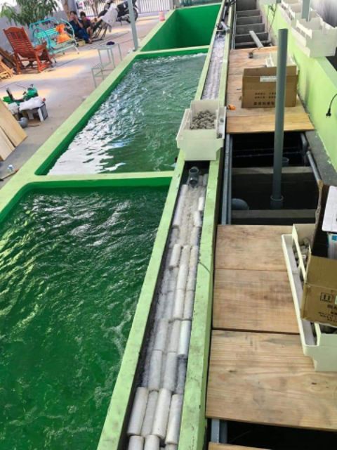 Sứ Thanh Chất Lượng Cao Bacteria House Dành Cho Hồ Koi,Cá Vàng,cá rồng