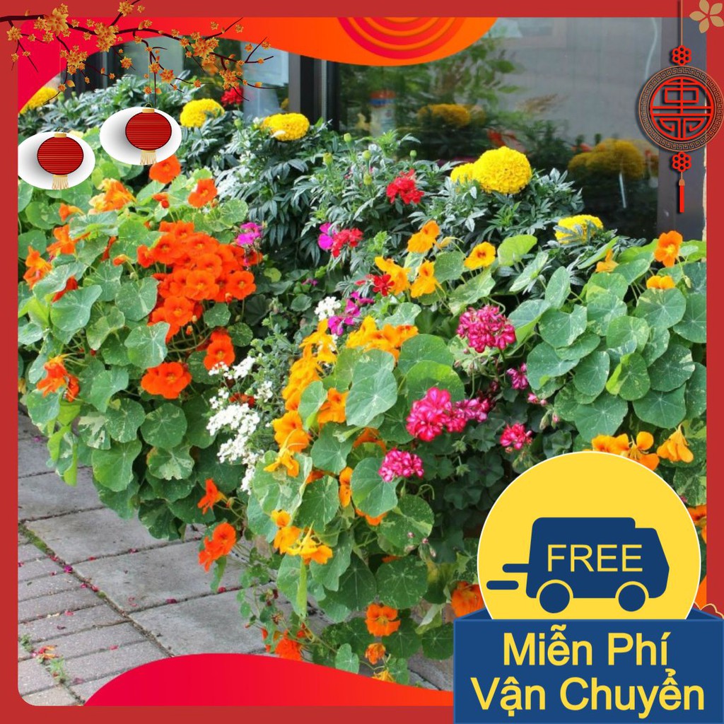 Combo 3 Gói Hạt Giống Hoa Sen Cạn