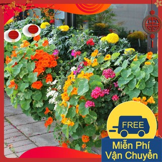 Combo 3 Gói Hạt Giống Hoa Sen Cạn