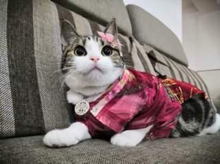 Hán phục cho mèo