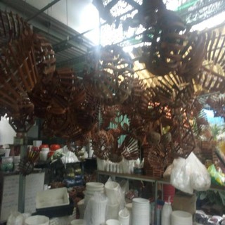 lan đô la gáo dừa
