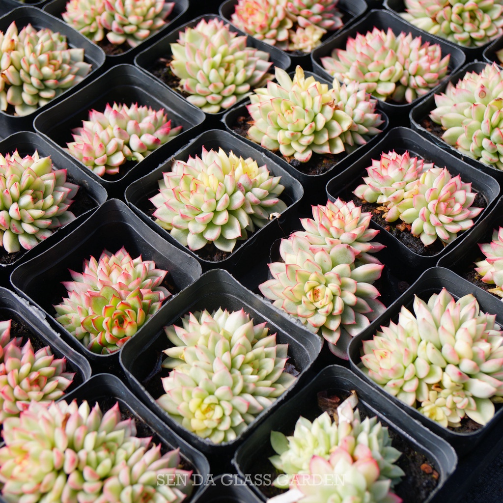 Sen Đá Viền Hồng mini đột biến 2-3 đầu GLASS GARDEN, Sen Đá Var, Hàng Chuẩn Đà Lạt, Lỗi 1 đổi 1