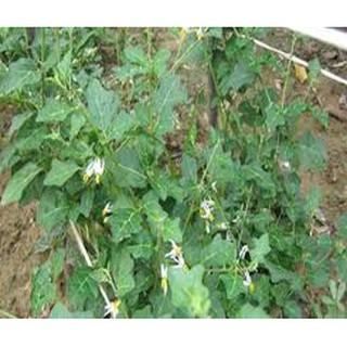 Hạt giống cây cà gai leo (0,2g)